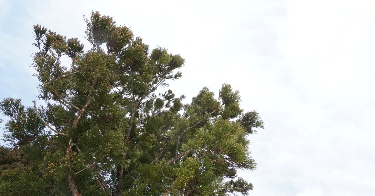Ein Nadelbaum am Gozanoishi-Schrein am Tazawa-See