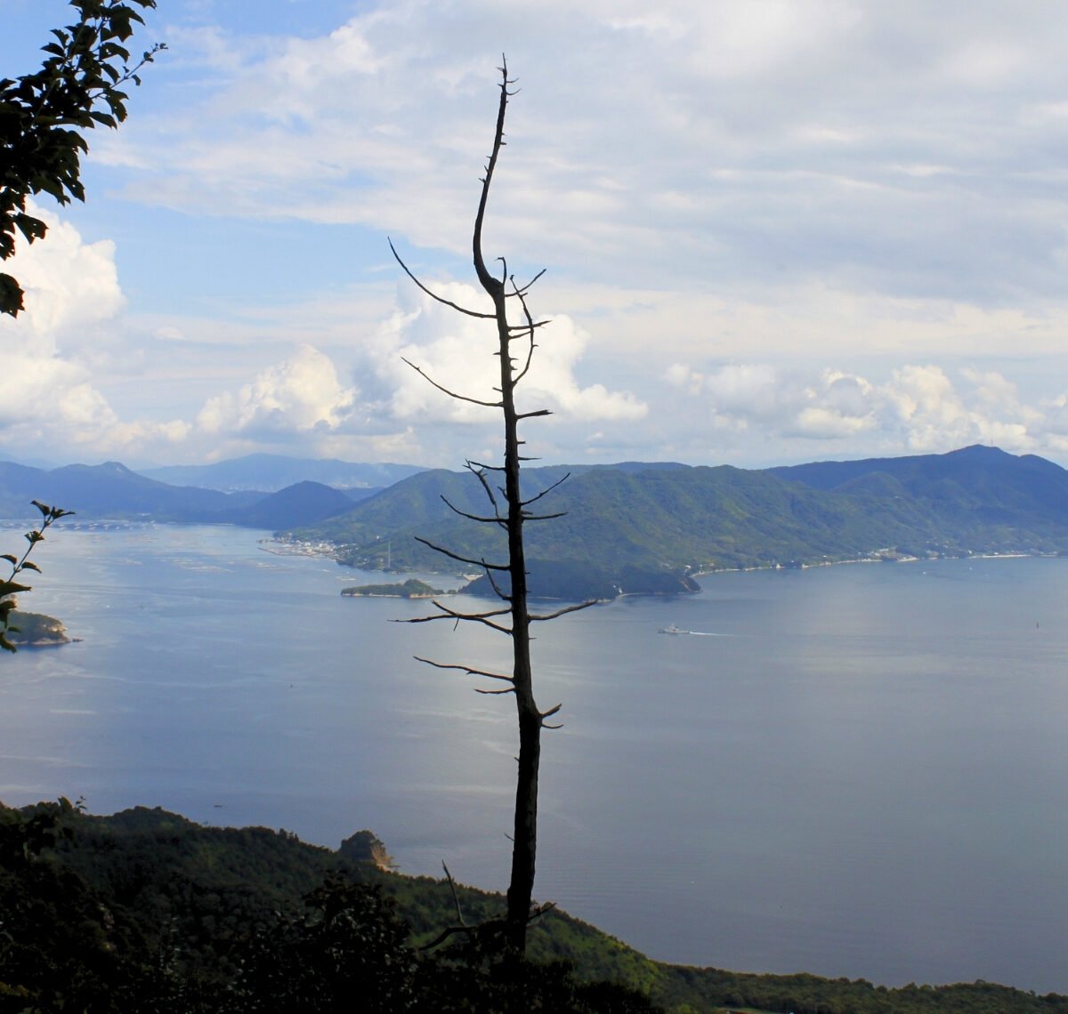 Blick auf die Insellandschaft vor Miyajima von einem Aussichtspunkt, mit einem einsamen Baum im Sichtfeld