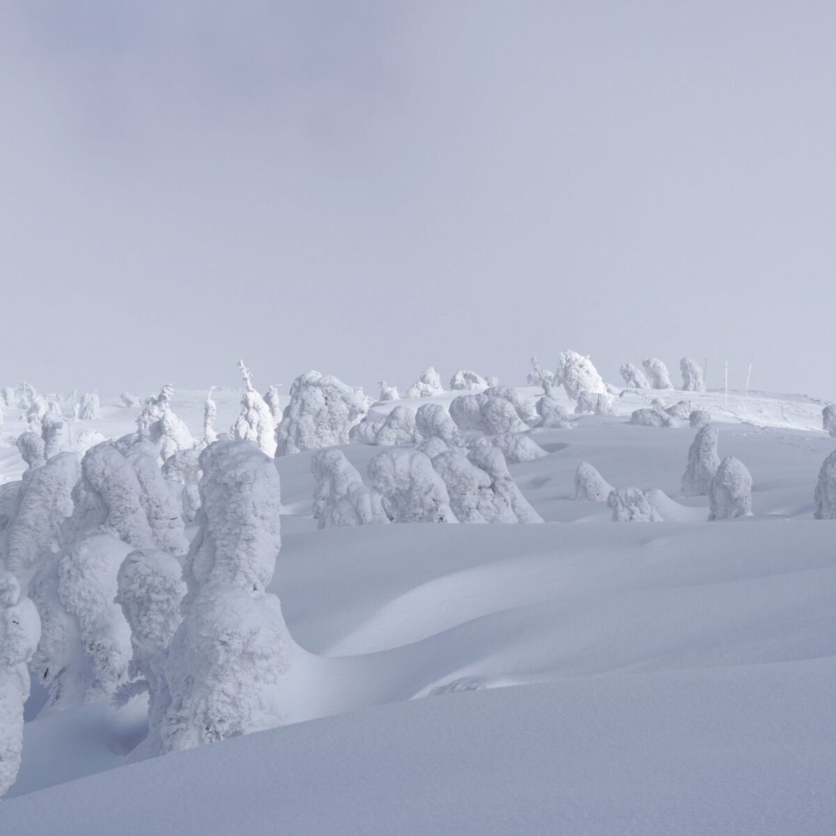 Blick auf eine Kohorte Schneemonster auf Mount Moriyoshi inmitten einer weißen Winterlandschaft